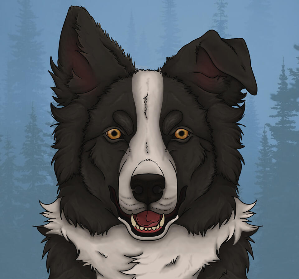 Border collie artwork